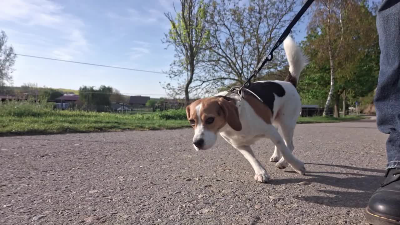 一只狗在乡间散步。和一只小猎犬在有马的农场周围散步。爱护动物和爱护动物的观念。