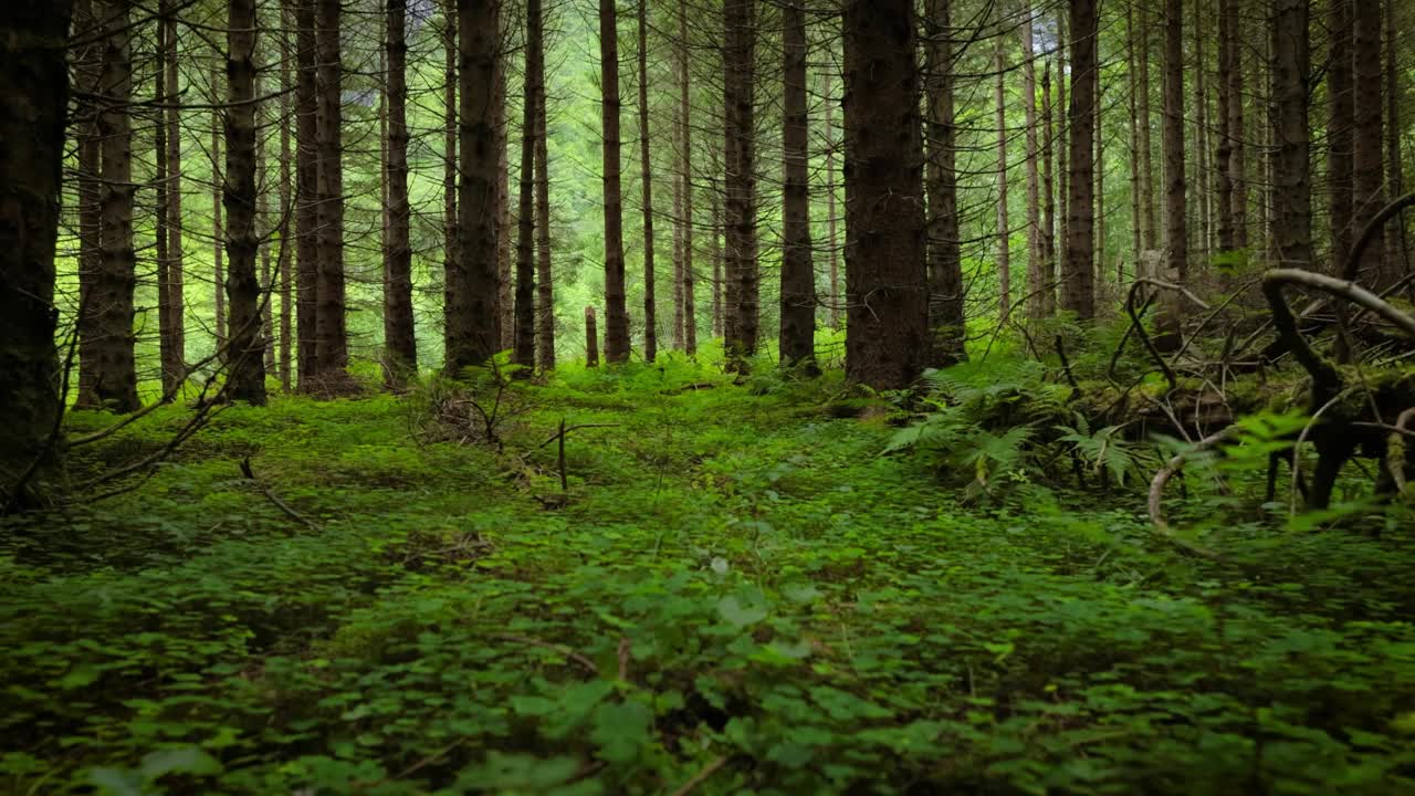 挪威的森林景观。挪威美丽的自然风光。镜头从第一个人移动到松树林的灌木丛中。