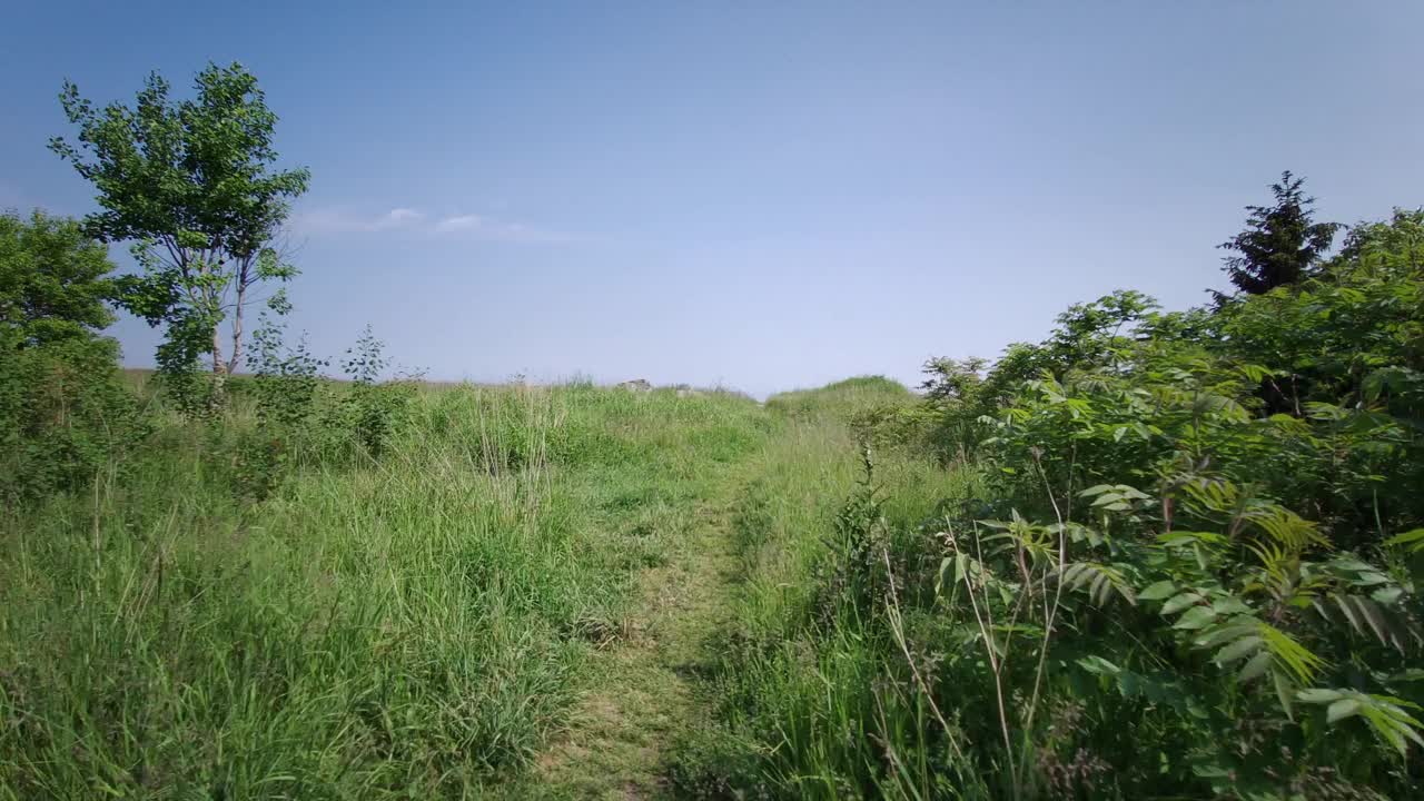 奔跑逃跑，在狂野的草原上惊慌失措，迷失方向
