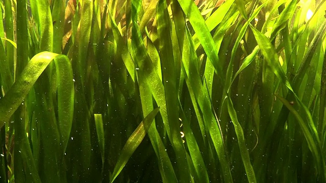 海水中的海藻