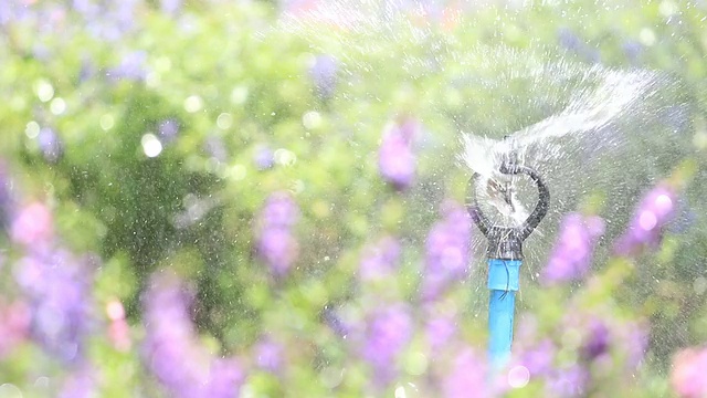 近距离洒水车喷水浇水。