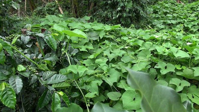 采购产品蔬菜植物，叶子，树叶，自然