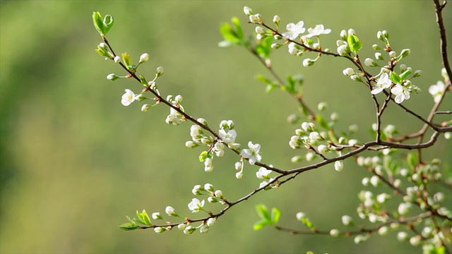 阳光下的白色樱花和新的绿叶。