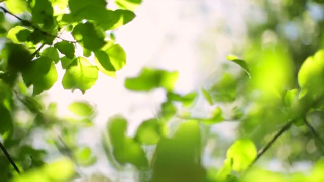 詳情圖-陽(yáng)光在風(fēng)中穿過蘋果樹葉的游戲。