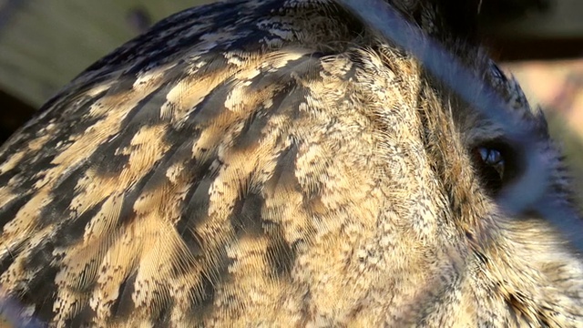 詳情圖-鳥,鷹梟