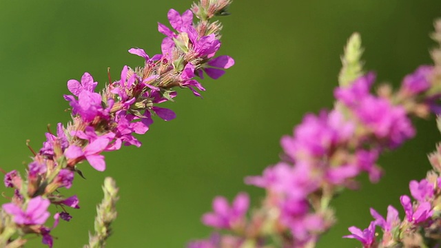 春天粉红色的花朵上飞着蜜蜂在采蜜