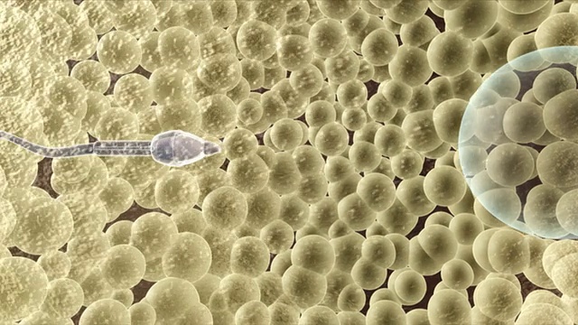 精子卵子
