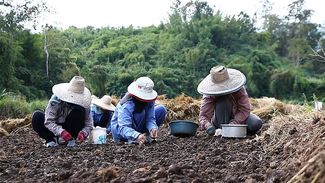 农民在地里种大蒜