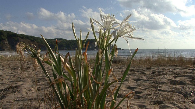 海水仙花海岸海滩上的花，海水仙花。