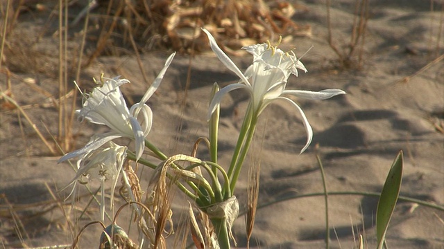 海水仙花海岸海滩上的花，海水仙花。