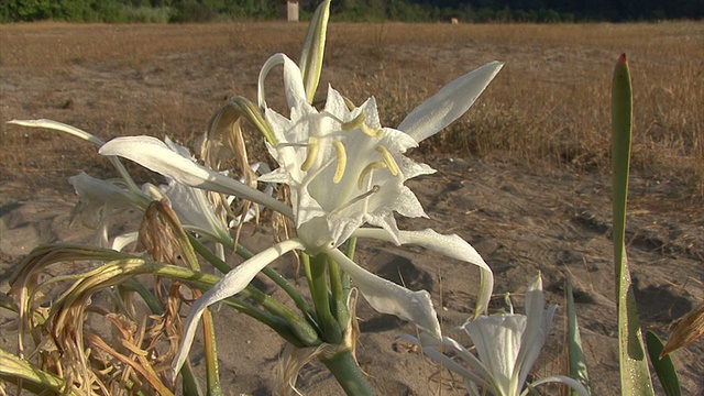 海水仙花海岸海滩上的花，海水仙花。