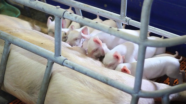 母猪和哺乳小猪