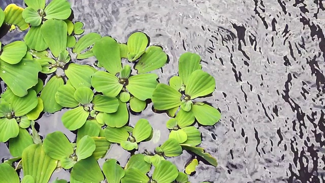 Pistia，水生菜，水生植物背景
