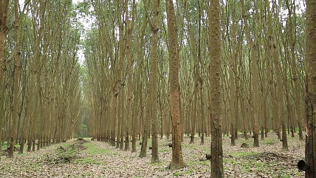 橡胶森林