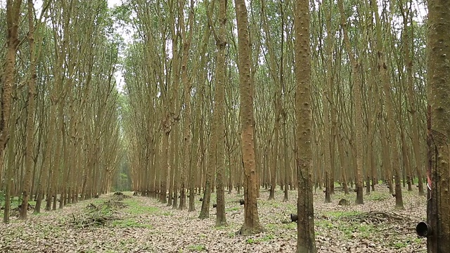 詳情圖-橡膠森林