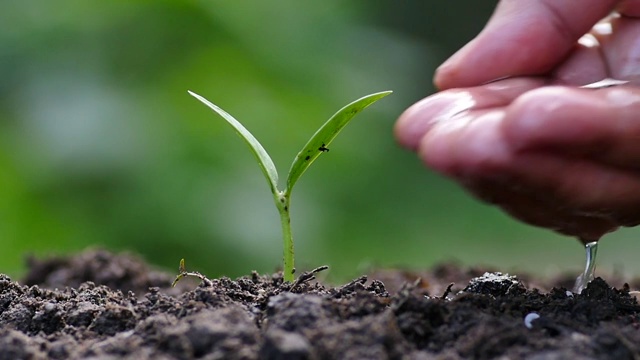 男性手栽浇水慢动作拍摄