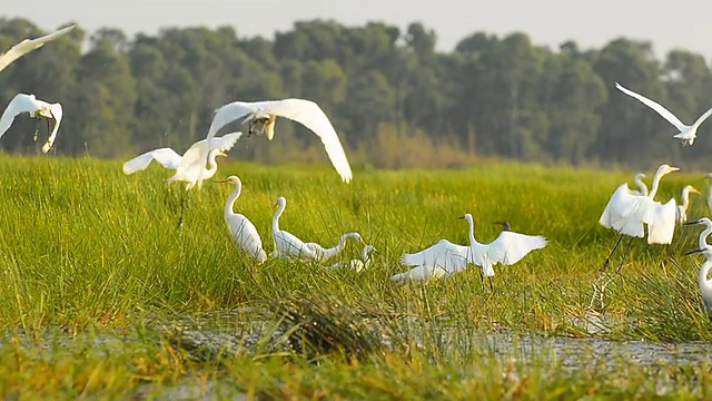 白鷺在泰利諾伊水鳥公園，法塔隆，泰國