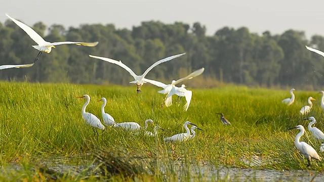 詳情圖-白鷺在泰利諾伊水鳥公園，法塔隆，泰國