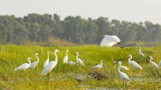 詳情圖-白鷺在泰利諾伊水鳥公園，法塔隆，泰國