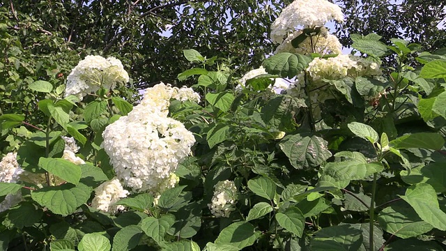 白色绣球花的花序束在多风的夏天