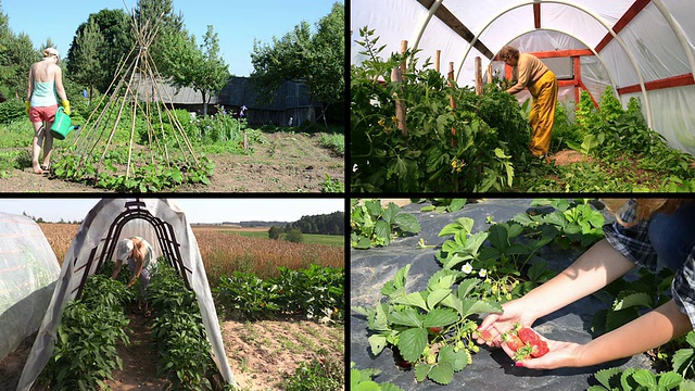 女园丁在花园里照料植物和收获。剪辑拼贴