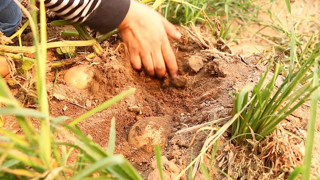 用手把土豆从土里拔出来