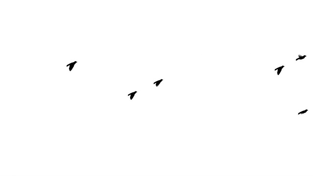 詳情圖-會飛的鳥