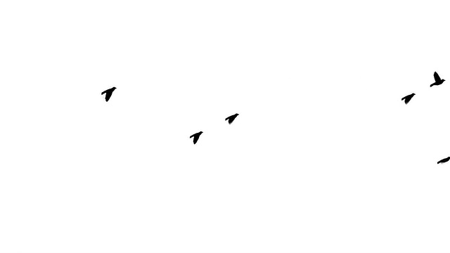 詳情圖-會飛的鳥