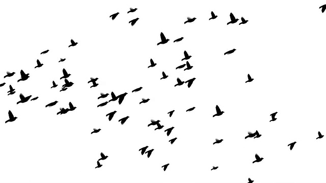 詳情圖-會飛的鳥