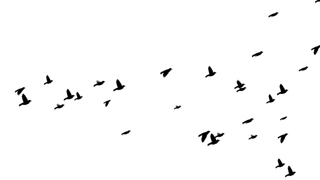 詳情圖-會飛的鳥