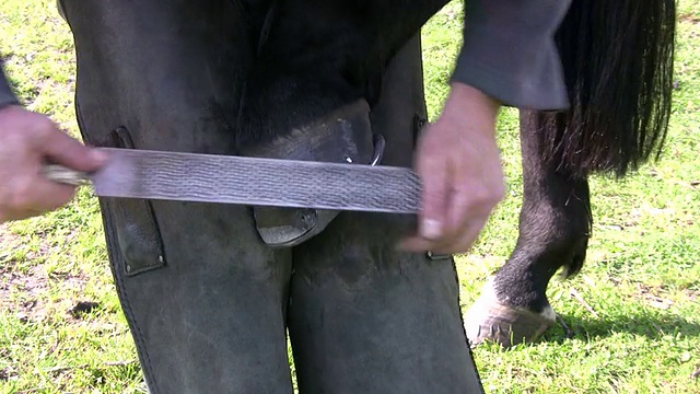 兽医在工作