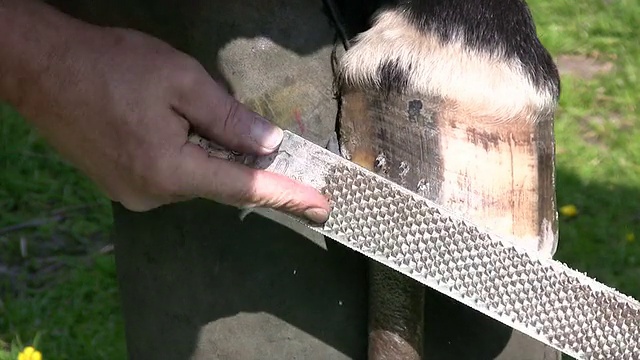 兽医在工作