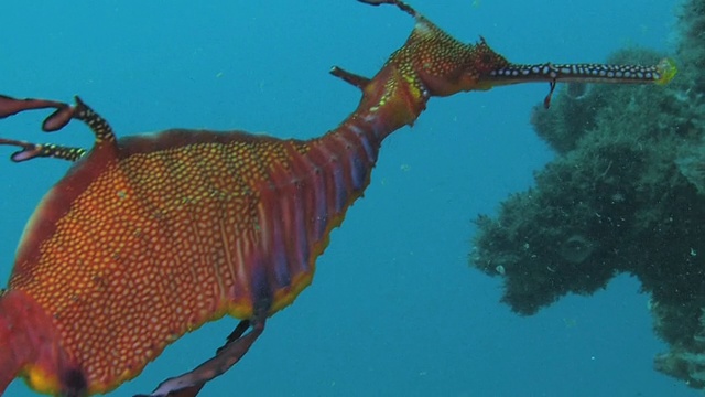Seadragon高清