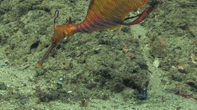 海龙高清