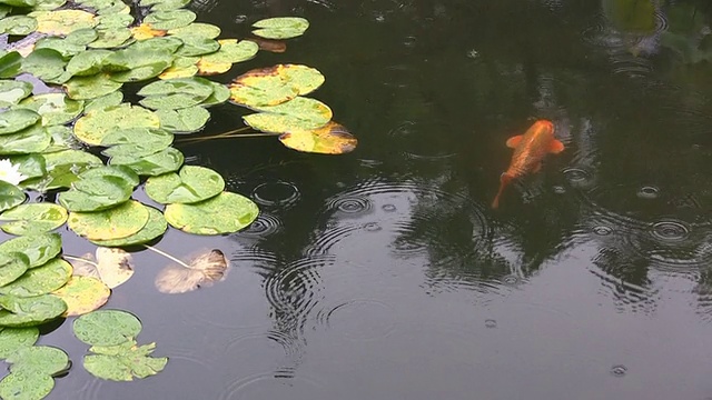 锦鲤
