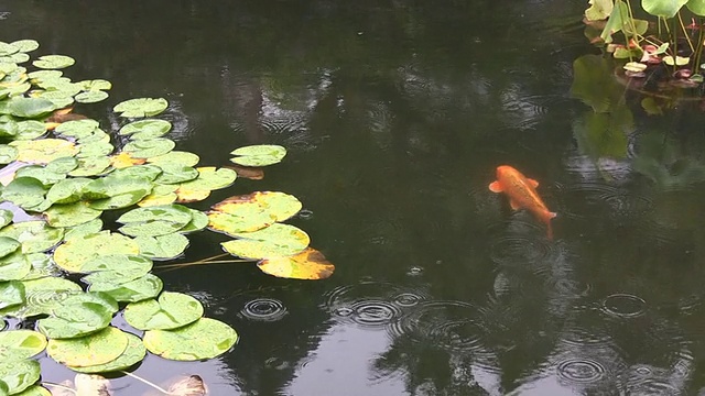 详情图-锦鲤