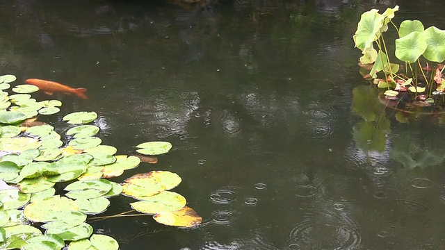 详情图-锦鲤