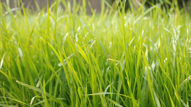 多莉草