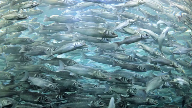 鱼涌