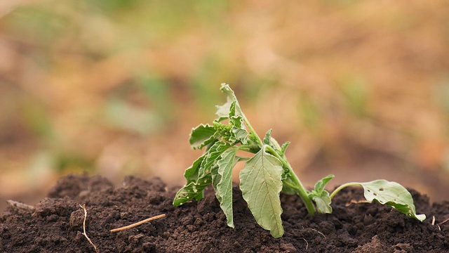 蔬菜园里的绿草正在干燥