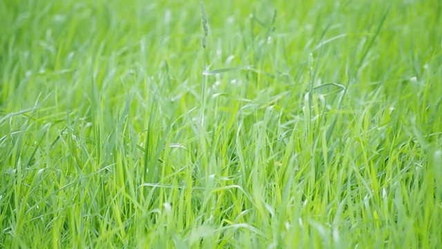 詳情圖-綠草環(huán)