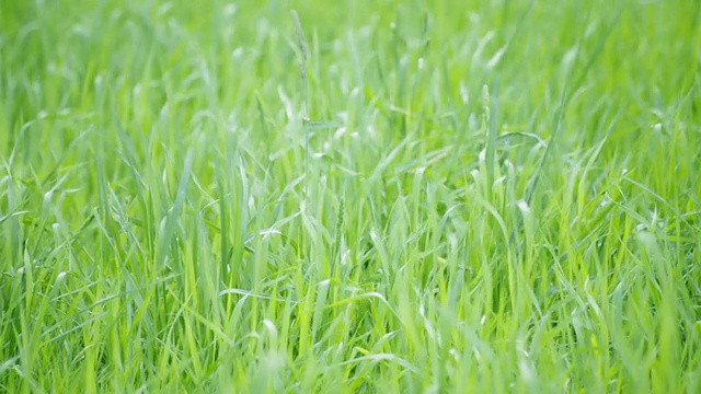 詳情圖-綠草環(huán)