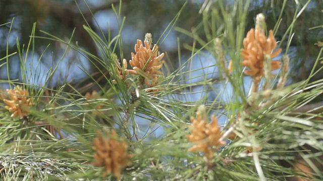 松树,开花授粉