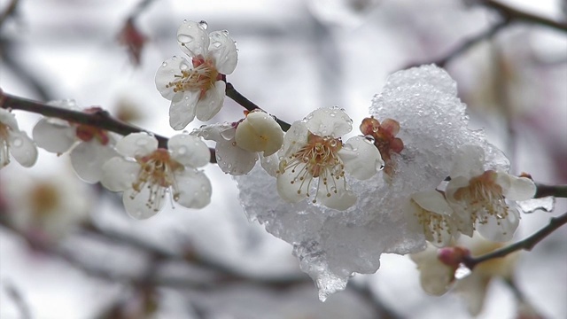 樱花戴雪，在日本东京的Oume