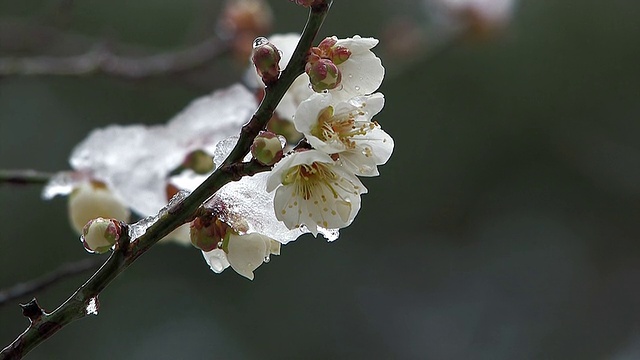 白梅花戴雪，在日本的Oume