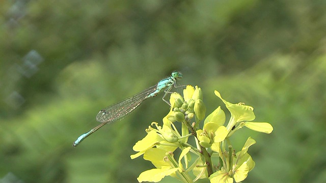 蜻蜓