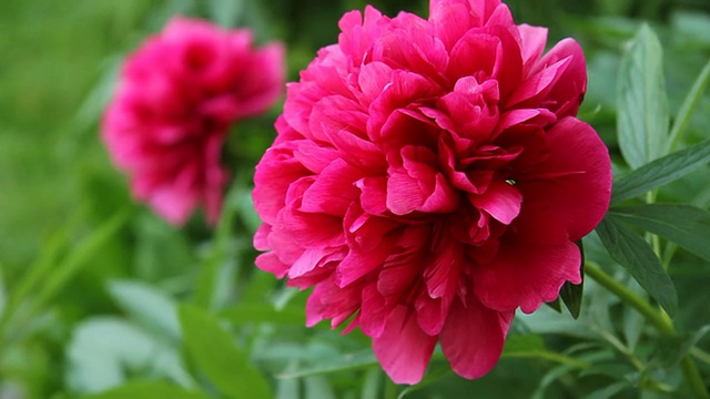 花园里的红牡丹