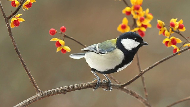 野生鳥類