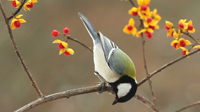 詳情圖-野生鳥類