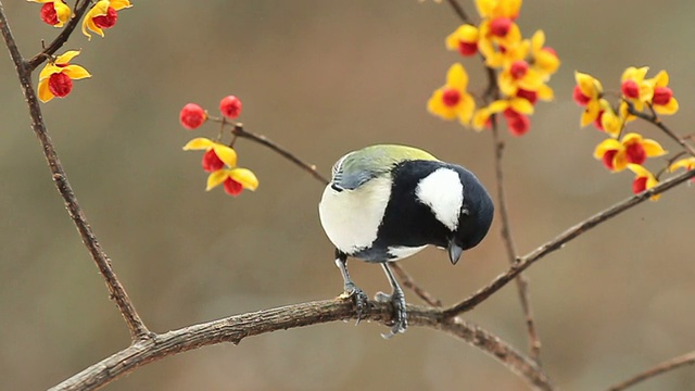 詳情圖-野生鳥類